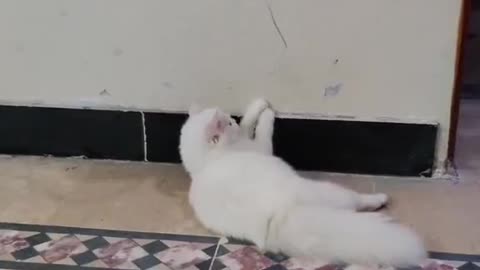 Cute and funny cat video.