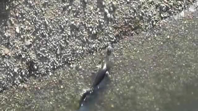 Catfish grabs pigeon