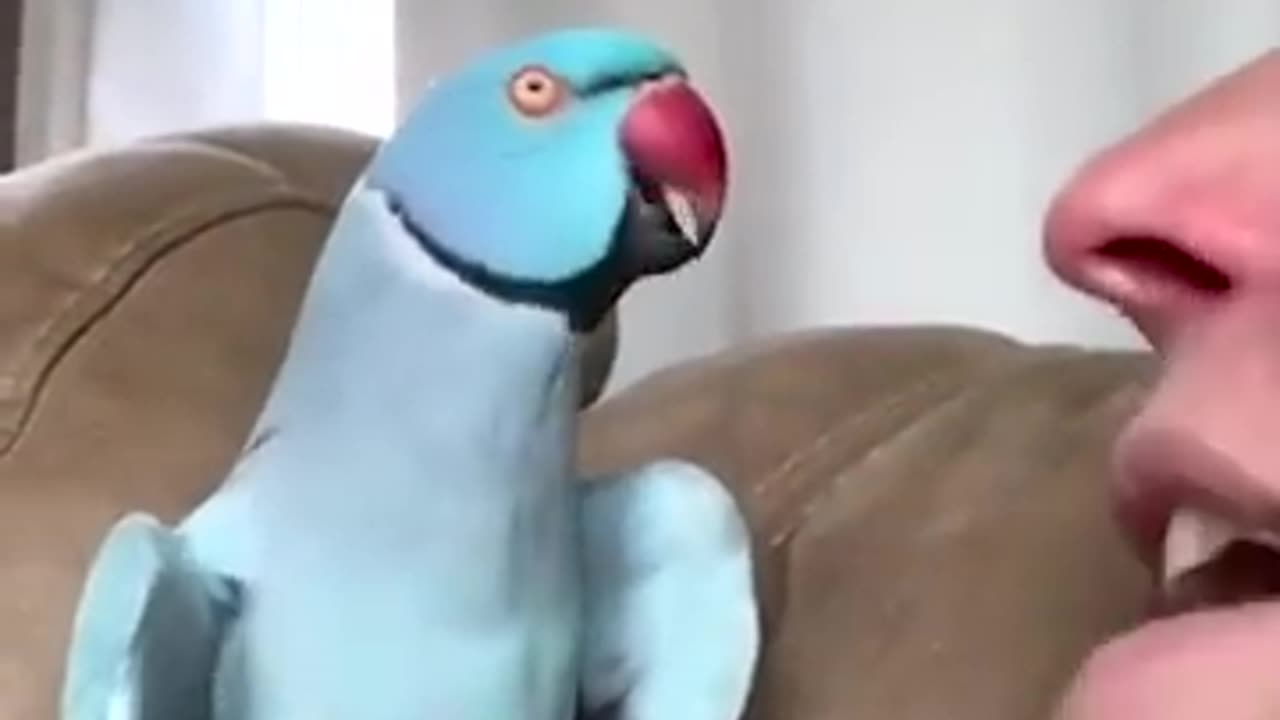 Talking Parrot Interacts Adorably With Owner