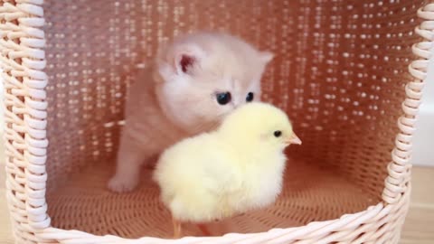 Beautiful Kittens Walking With A tiny Chicken