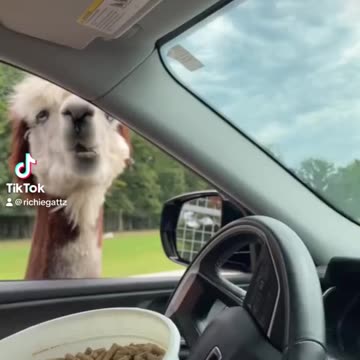 Yea that llama would’ve been a goner