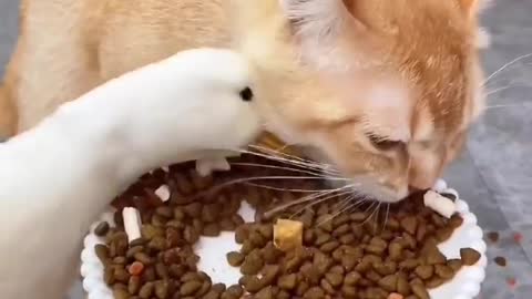 She’s messing up my food 🥹 Love cats? Like & Share