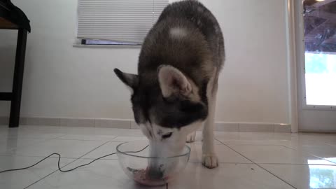 Surprising My Husky With His First Raw Soup Ever! ASMR