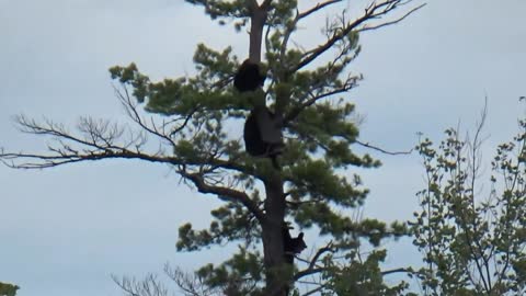 5 Bears climbing up and down a tree