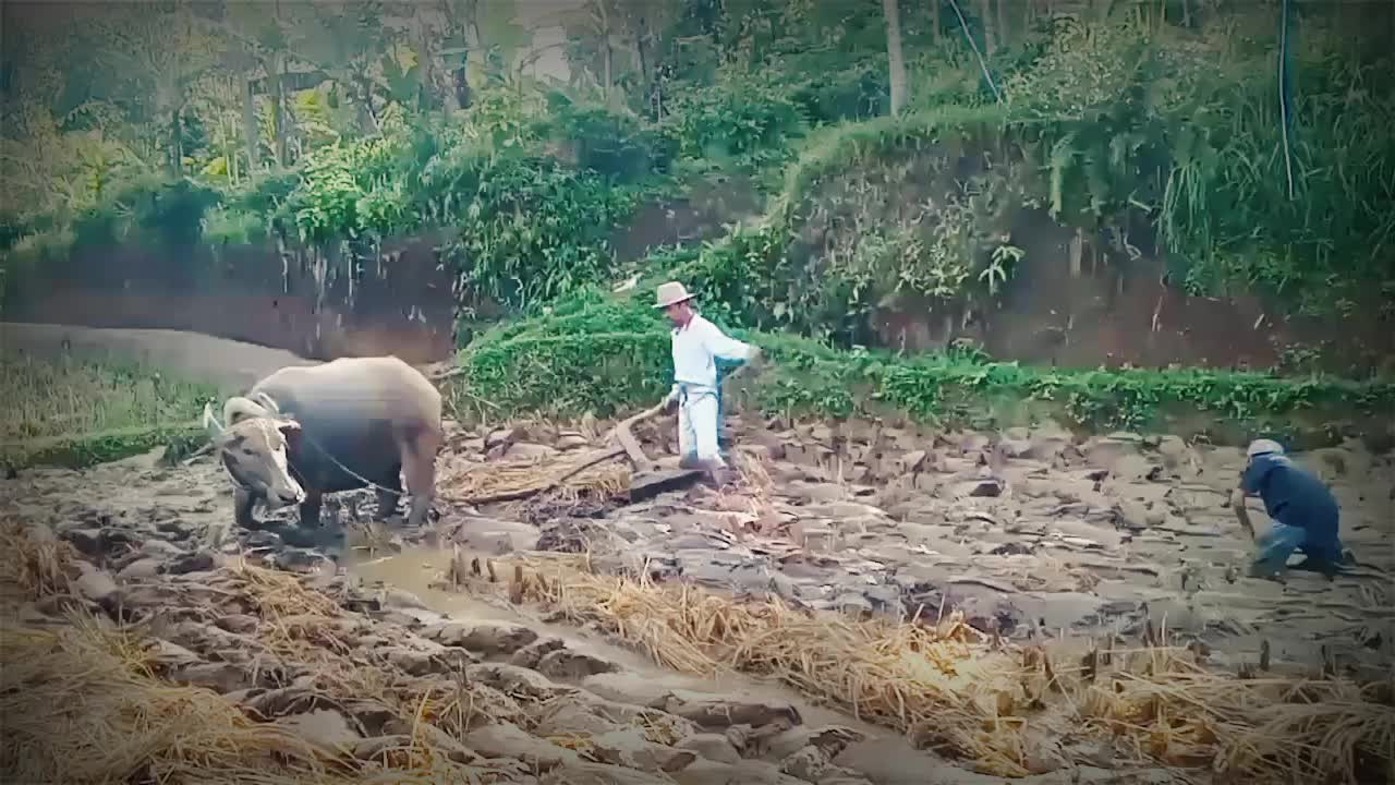 Farmers cultivate the land in the traditional way