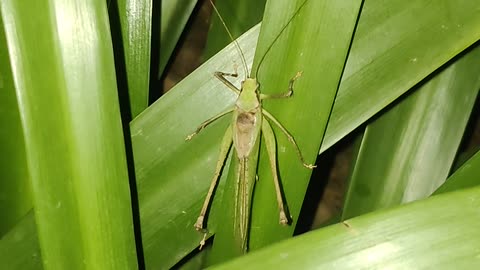 How Grasshopper produce sound