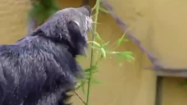 Unsual animal binturong