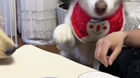 Crazy Dog Tails Everyday Part- (18)