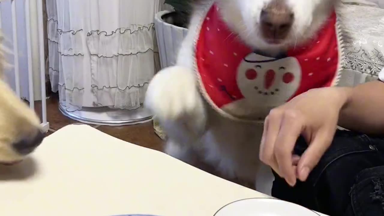 Crazy Dog Tails Everyday Part- (18)