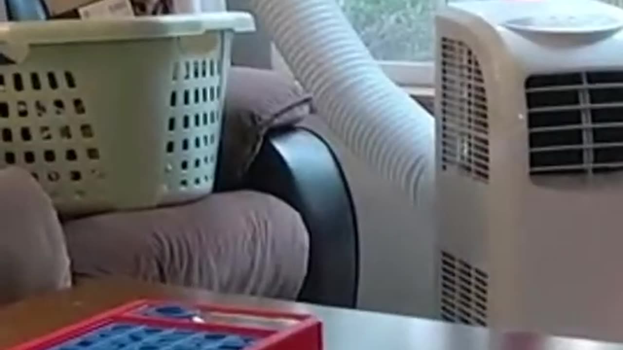 Funniest Cat And Dogs 😂 Funny Animal Videos