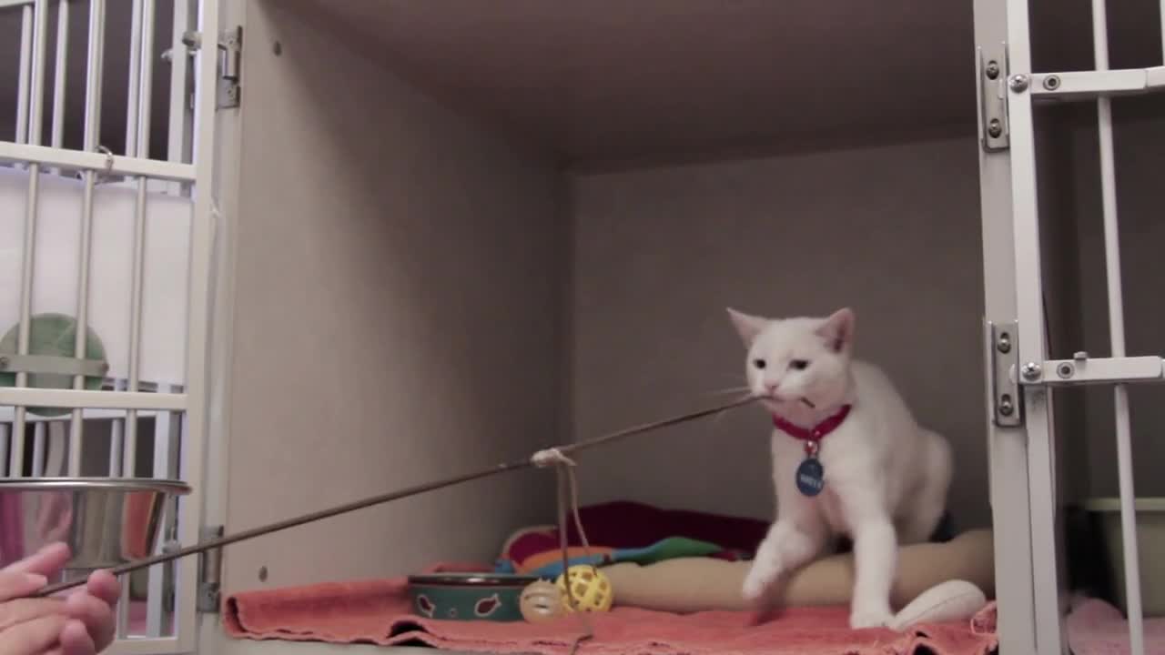 Kitten Playing With String