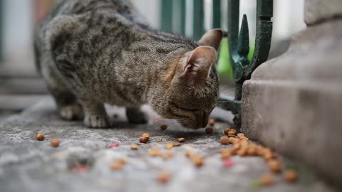 قطة من الممكن أن تكون جائعة.A cat might be hungry🐱🤣