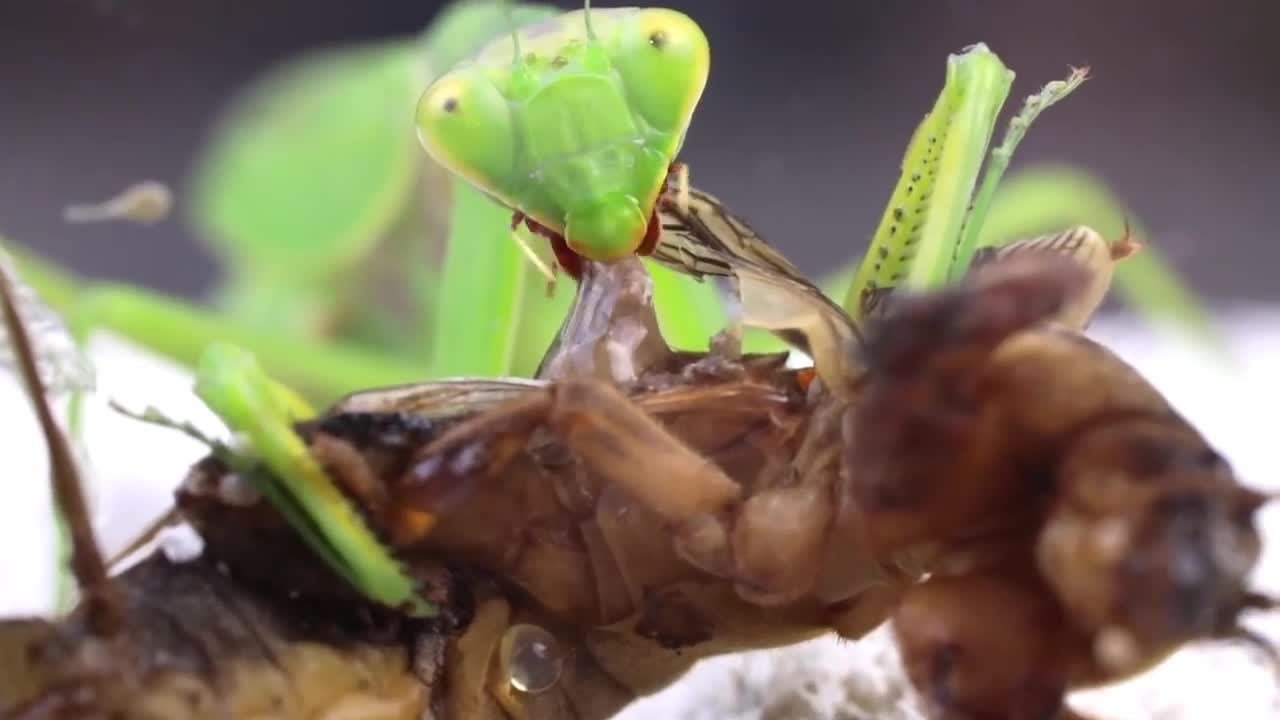 MANTIS vs MOLE CRICKET