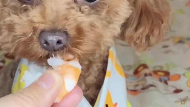 Feed the dog to eat shrimp, it eats very fragrant appearance