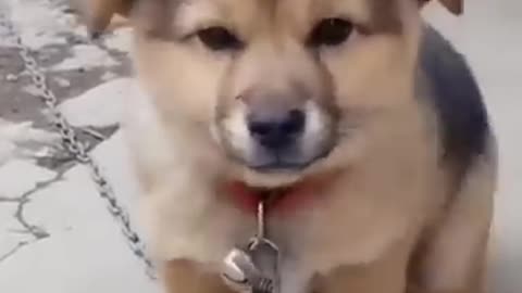 "Cute -dog 🐕- voice"