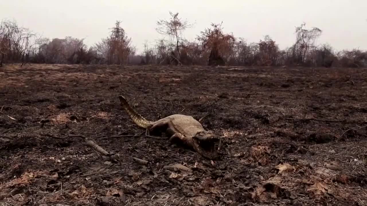 World's largest wetland on fire: Brazil's Pantanal