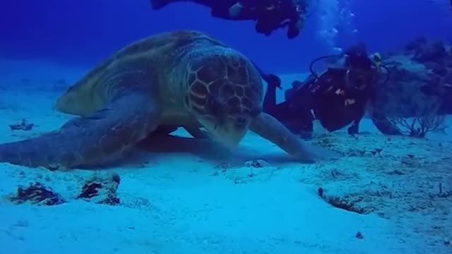 Giant turtles