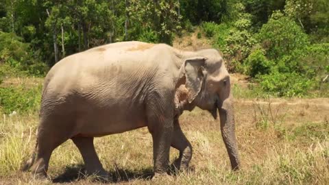 Elephant in park