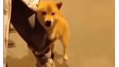 Dog funny video 🤣🤣🤣🤣