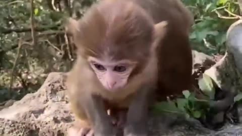 MUST SEE!!! Cute Baby Animals!