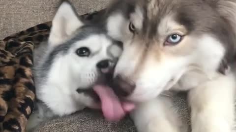 The two dogs snuggled together.