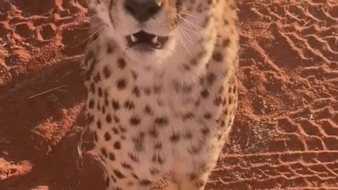 The cheetah