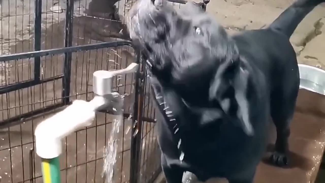 Smart dog drinking water