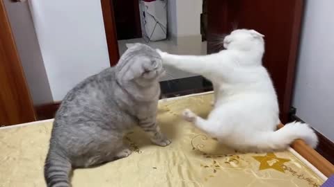 The first game, the white cat wins