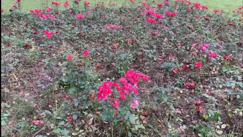 bright flowers