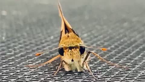 Fiery Skipper