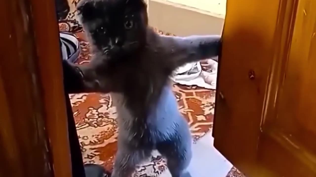 Just_wanna_Say_Hi_😂_Funny_Cat_#shorts
