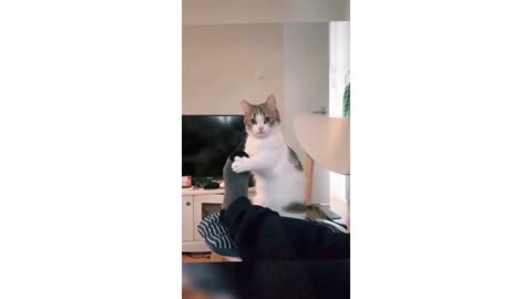 Pet cats funny stuff