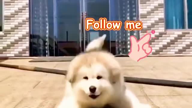 Interesting animal world,Make you laugh every day and enjoy a good mood.