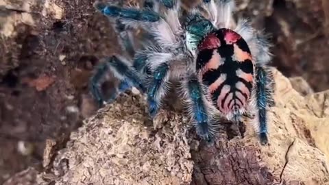 Brazilian jewel tarantula - what a beauty 🥰