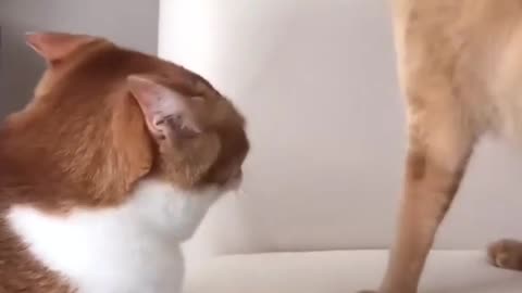 The patient cat has finally reached its limit.