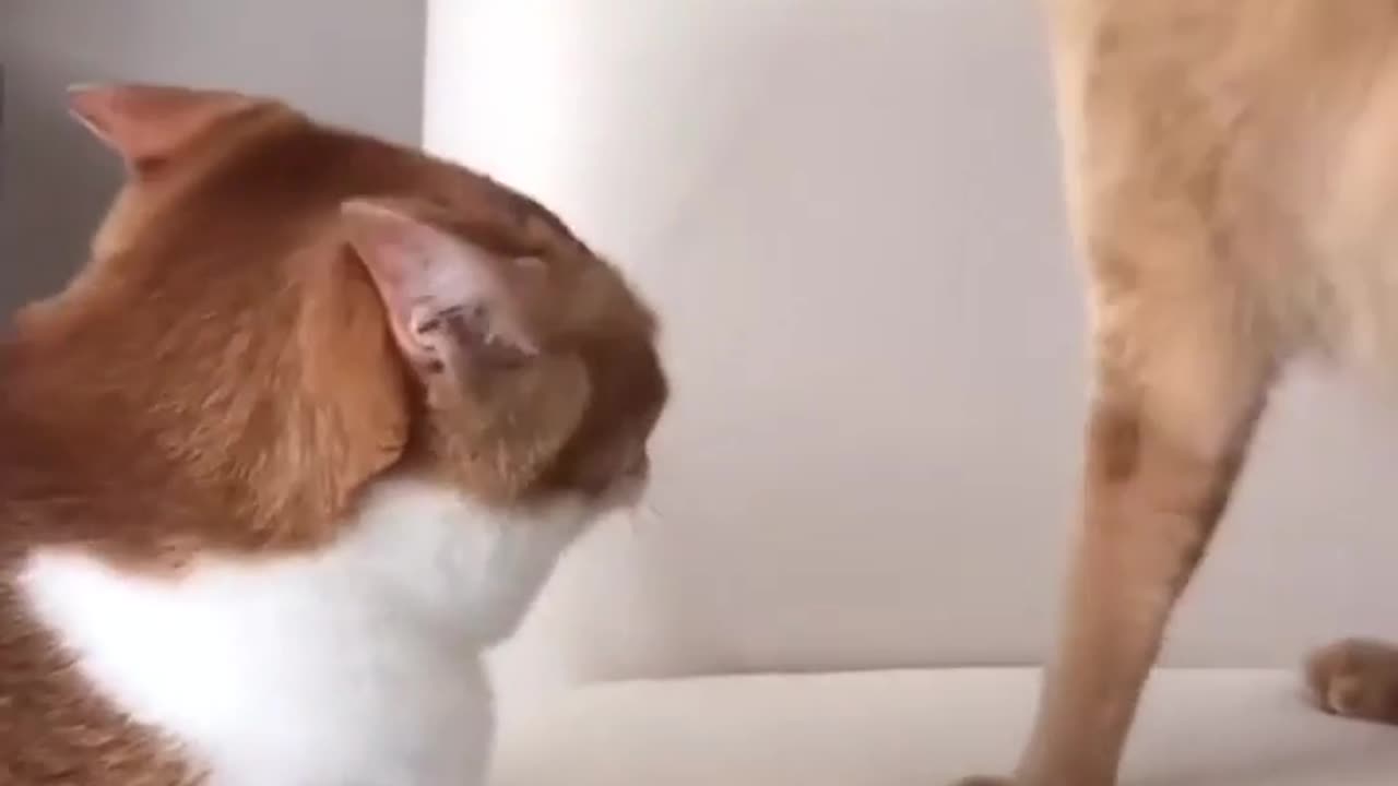 The patient cat has finally reached its limit.