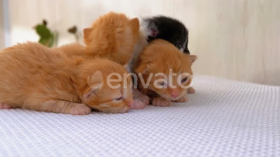 Mama Cat Takes Back Crying Kitten From Toddler