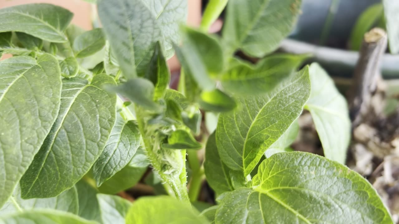 Update on patio potato progress in containers.