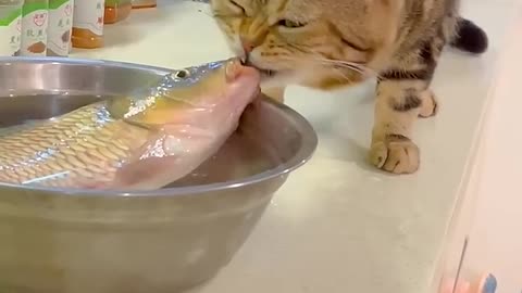 Cat scared by fish I told you not to eat everything .