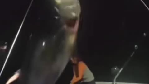 780kg tuna caught in Australia