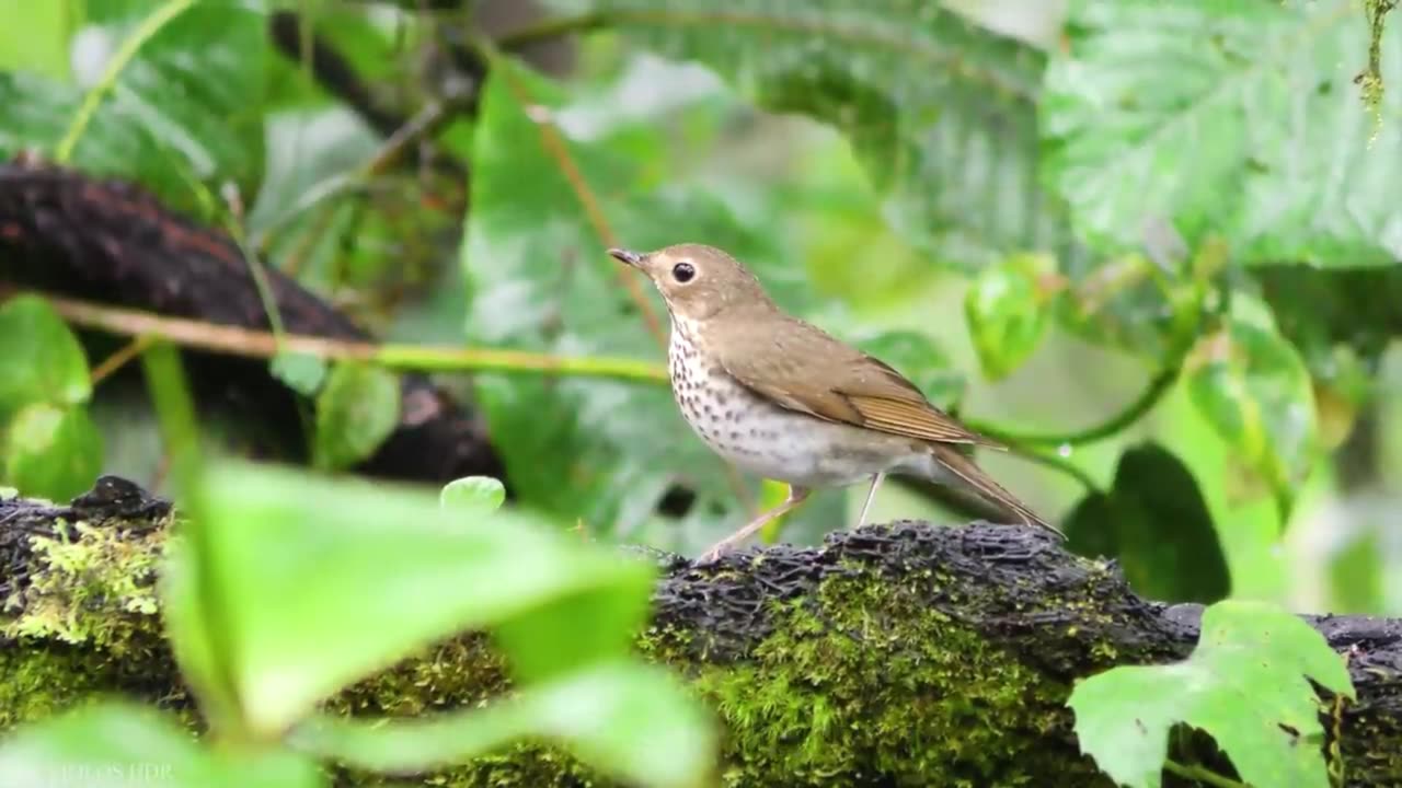 AMAZING BIRDS Beautiful birds inhabit all terrestrial on the planet earth. Small BIRDS