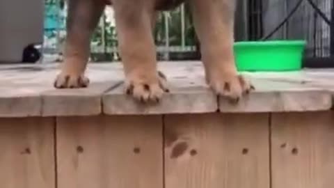 Cute Puppy scared to go down steps