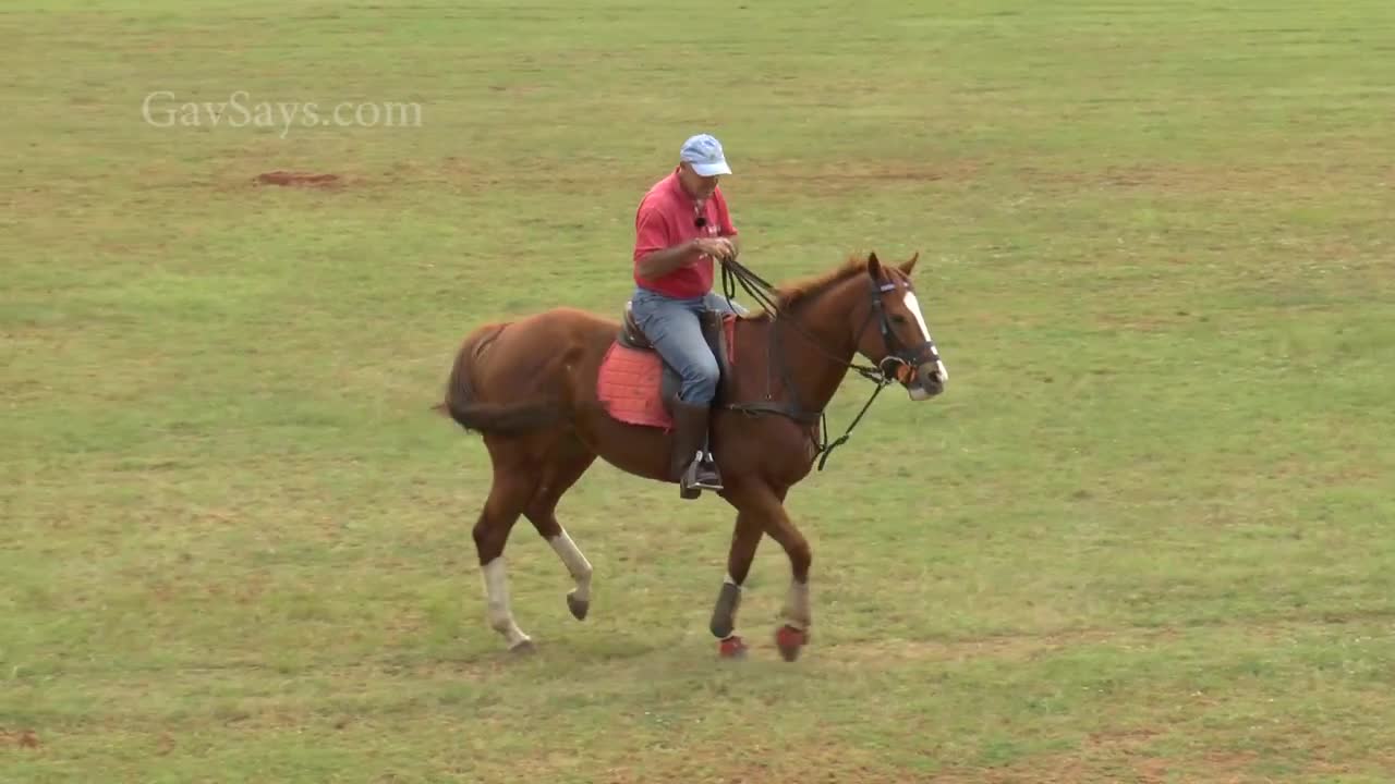 Teaching a horse to step currectly