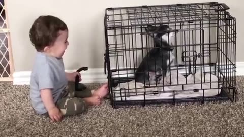 Dog and cute babies playing eachother