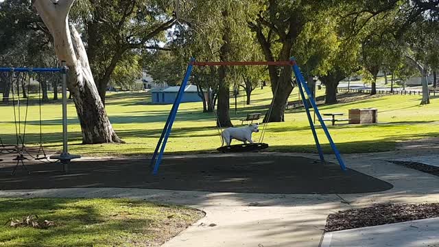 Stray White Staffy dog playing on a swing