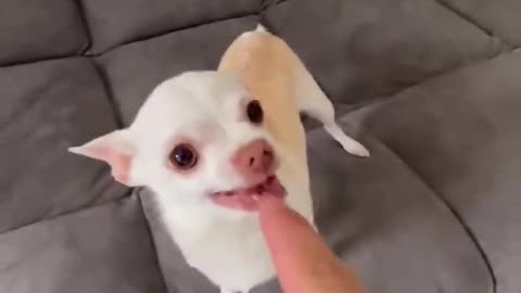 Funny dog video😂 2023 - viral