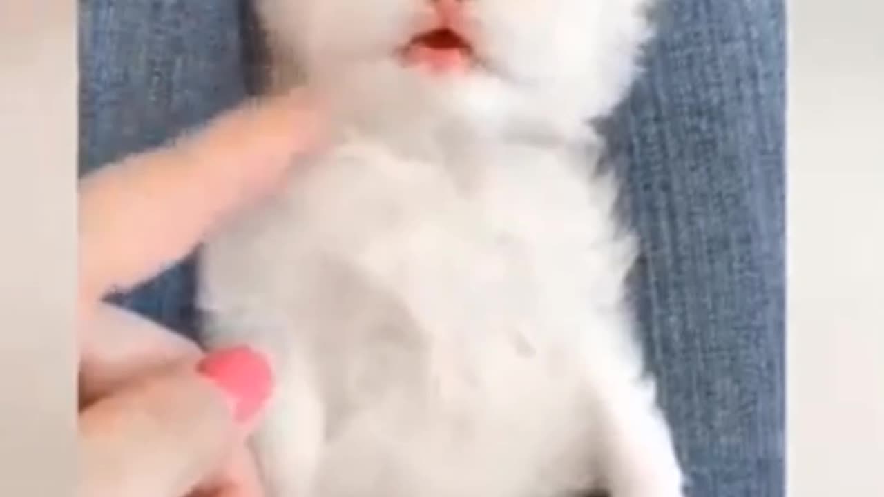 Cute Cat