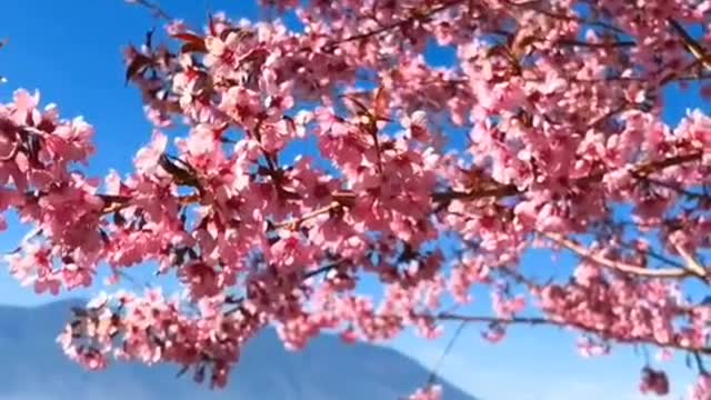 The fragrance of plum blossom comes from crying cold