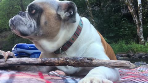 The poor have to eat wood
