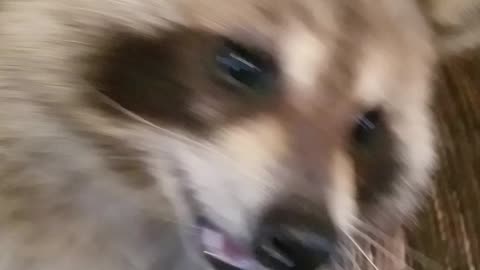 Princess the racoon playing